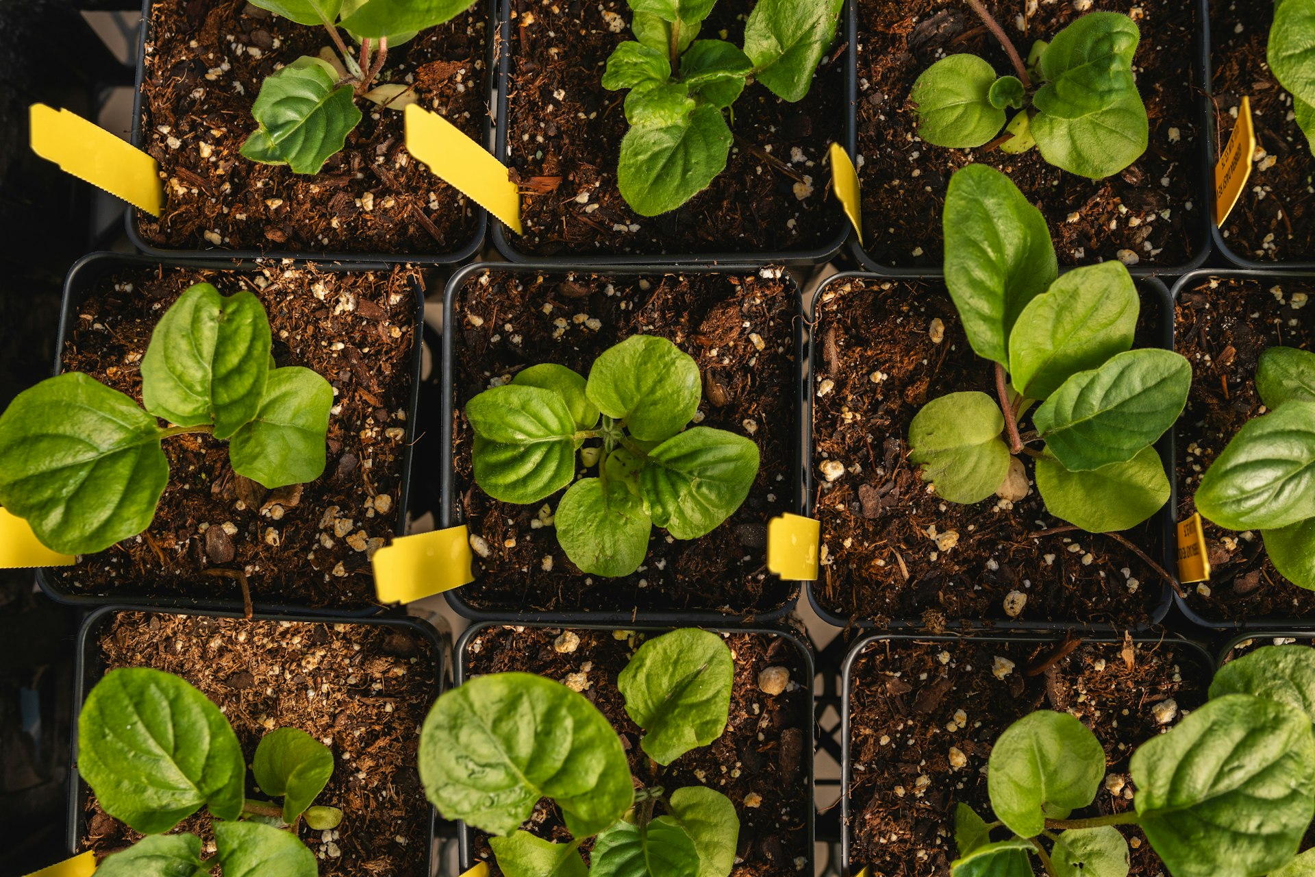 a close up of a bunch of plants with yellow tape on them